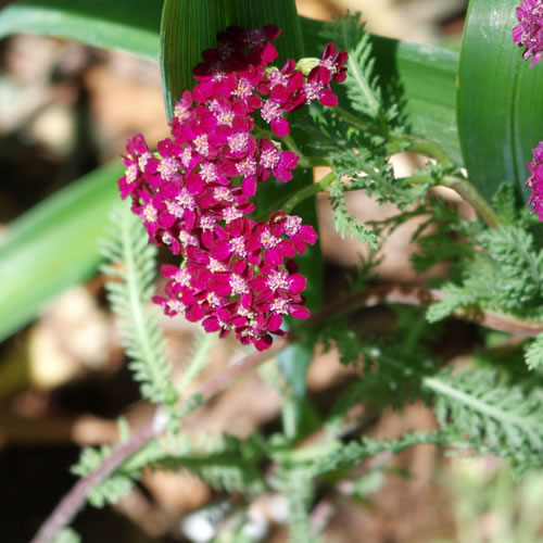 Achillea hybrida Red Beauty